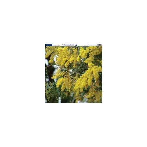 Print Blocks Paper Wattle In Bloom 