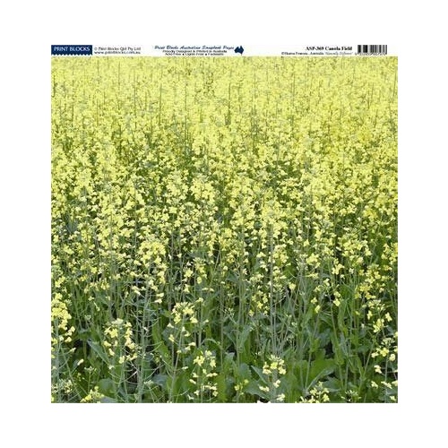 Print Blocks Paper Canola Field 