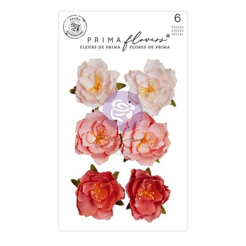 Prima The Plant Department Rooted Flowers