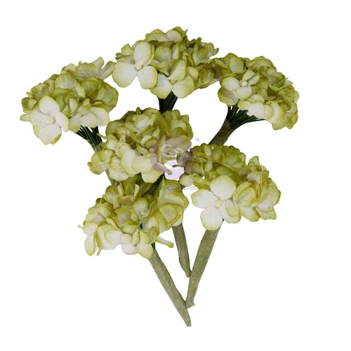 Prima Homegrown - Flowers : Garden Hydrangea Mist